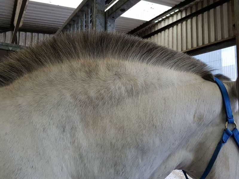 Equine metabolic syndrome